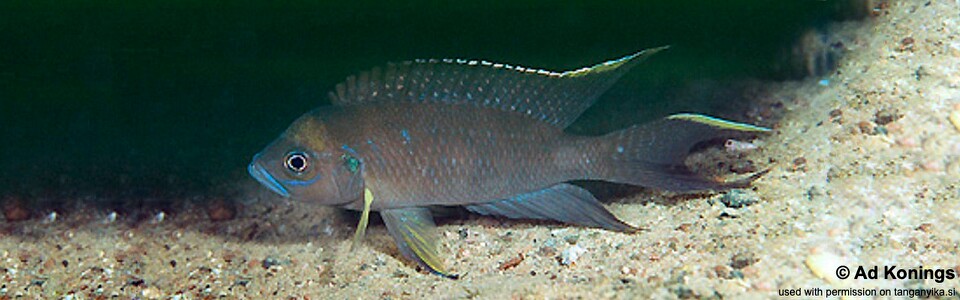 Neolamprologus calliurus 'Chikalakate'