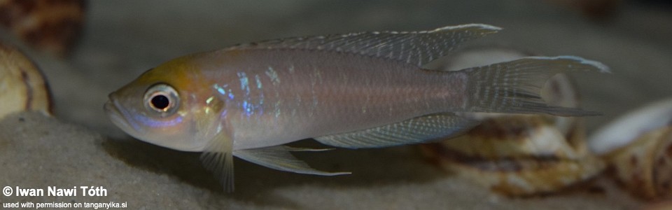 Neolamprologus calliurus (unknown locality)