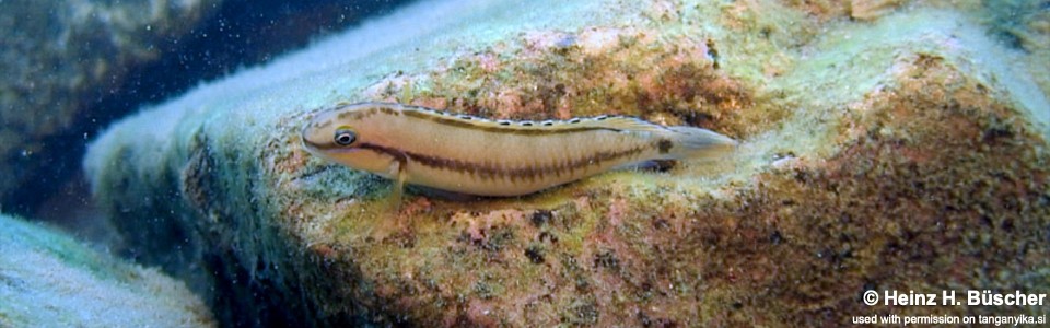 Neolamprologus cancellatus 'Wonzye Point'