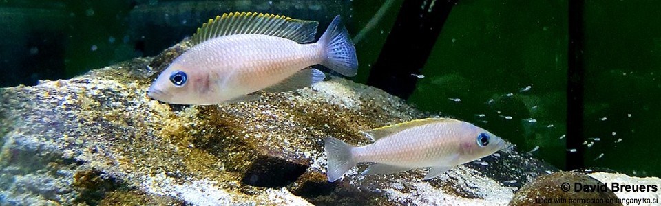 Neolamprologus caudopunctatus 'Cape Chaitika'