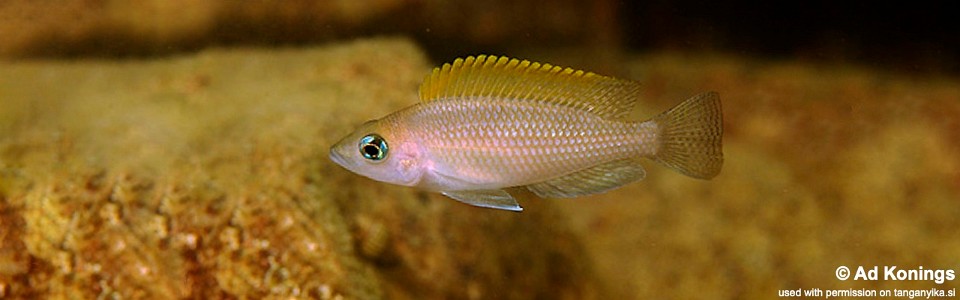 Neolamprologus caudopunctatus 'Chituta Bay'