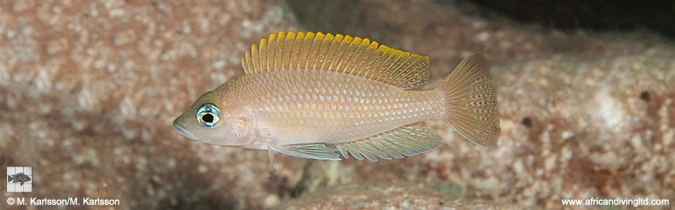 Neolamprologus caudopunctatus 'Izinga Island'