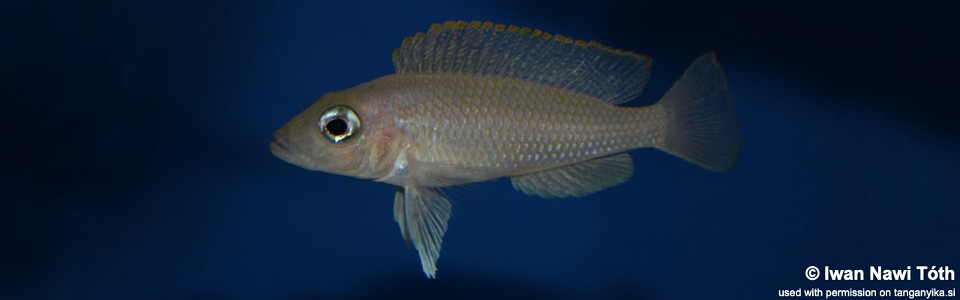 Neolamprologus caudopunctatus 'Kala'