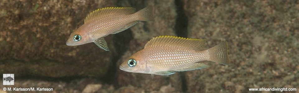 Neolamprologus caudopunctatus 'Kalala Island'