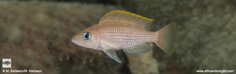 Neolamprologus caudopunctatus 'Kalepa Island'