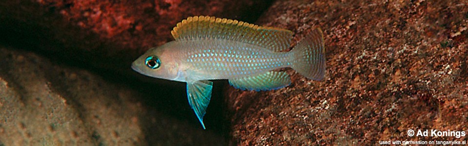 Neolamprologus caudopunctatus 'Kapampa'