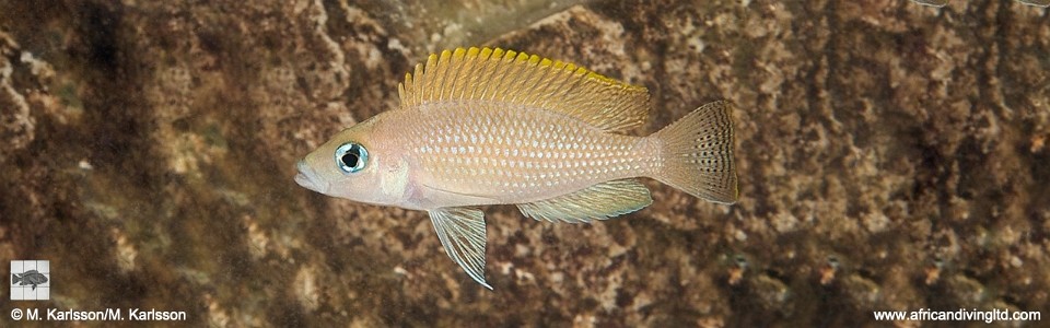 Neolamprologus caudopunctatus 'Kasola Island'