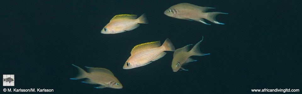 Neolamprologus caudopunctatus 'Kitawe'