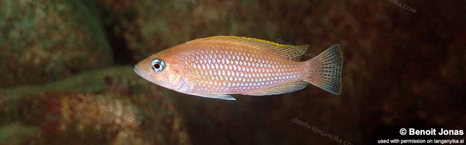 Neolamprologus caudopunctatus 'Maleza (Mamalesa) Island'