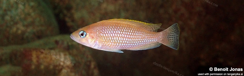 Neolamprologus caudopunctatus 'Mamalesa Island'