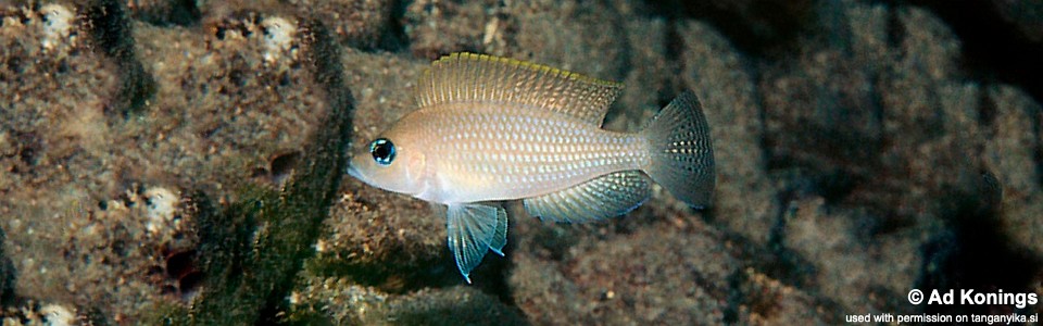 Neolamprologus caudopunctatus 'Moliro'