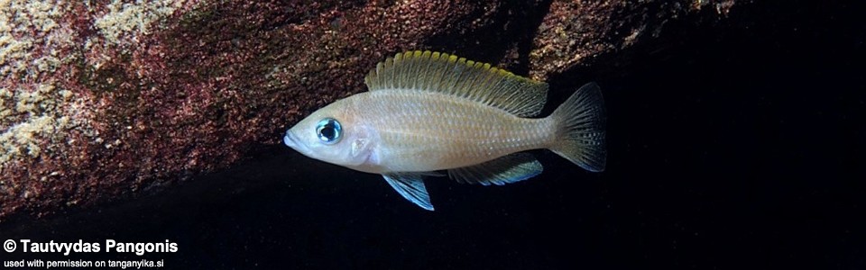 Neolamprologus caudopunctatus 'Muzi'