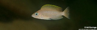 Neolamprologus caudopunctatus 'Cape Nangu'.jpg