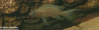 Neolamprologus chitamwebwai