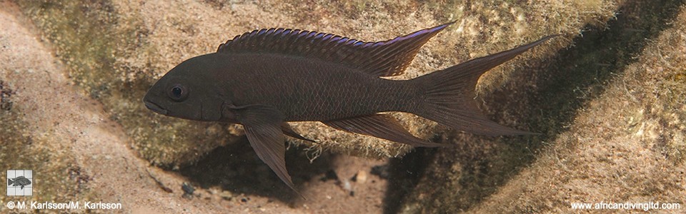 Neolamprologus christyi 'Chiloelo Point'