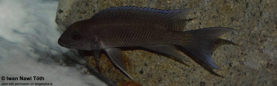 Neolamprologus christyi 'Fulwe Rocks'