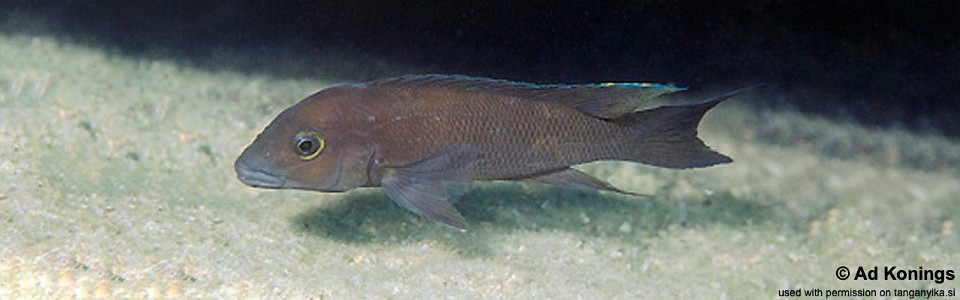 Neolamprologus christyi 'Kisambala'