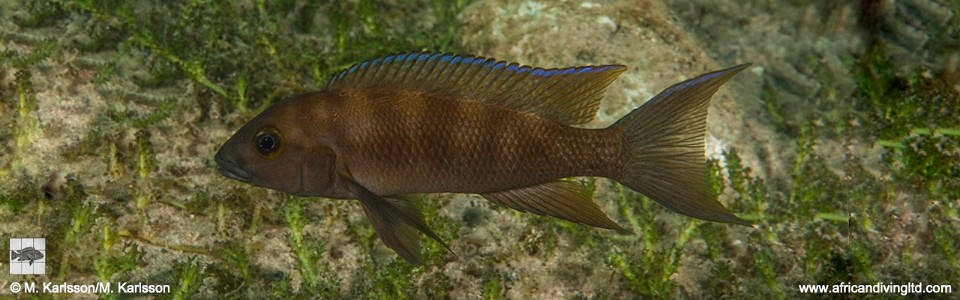 Neolamprologus christyi 'Mvuna Island'