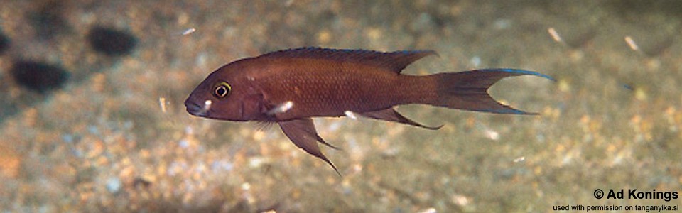 Neolamprologus christyi 'Namansi'