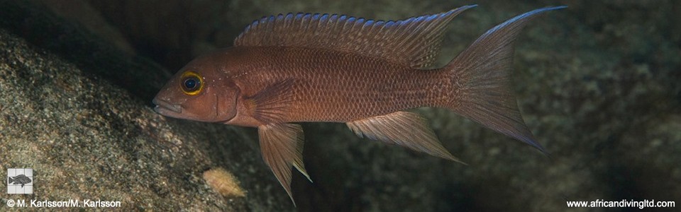 Neolamprologus christyi 'Semwe Rocks'