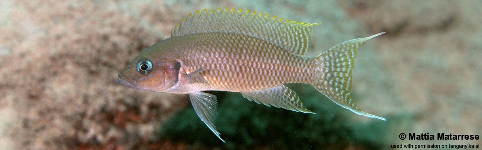 Neolamprologus crassus 'Katete'