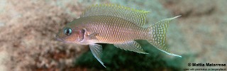 Neolamprologus crassus 'Katete'.jpg