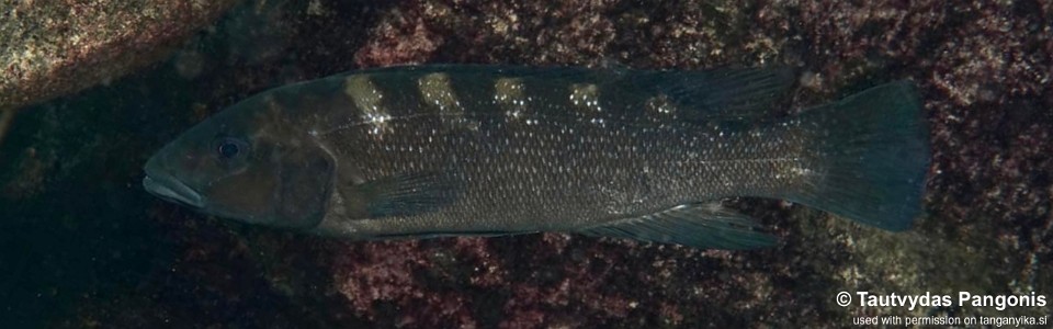 Neolamprologus cunningtoni 'Cape Chaitika'<br><font color=gray>Lepidiolamprologus cunningtoni 'Cape Chaitika'</font> 