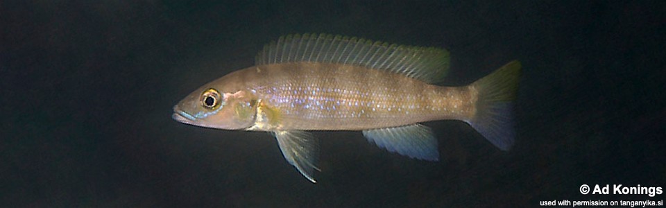 Neolamprologus cunningtoni 'Chituta Bay'<br><font color=gray>Lepidiolamprologus cunningtoni 'Chituta Bay'</font> 