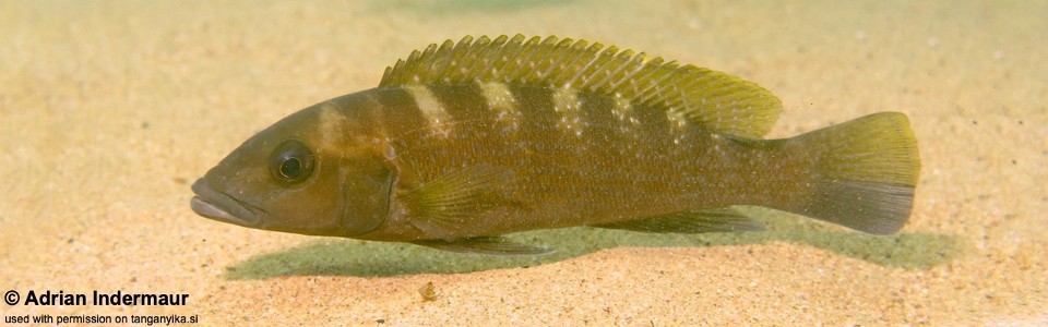 Neolamprologus cunningtoni 'Jakobsen's Beach'<br><font color=gray>Lepidiolamprologus cunningtoni 'Jakobsen's Beach'</font> 