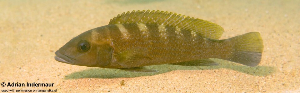 Neolamprologus cunningtoni 'Jakobsen's Beach' - Lepidiolamprologus cunningtoni 'Jakobsen's Beach'