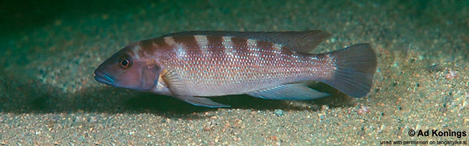 Neolamprologus cunningtoni 'Kanoni'<br><font color=gray>Lepidiolamprologus cunningtoni 'Kanoni'</font> 