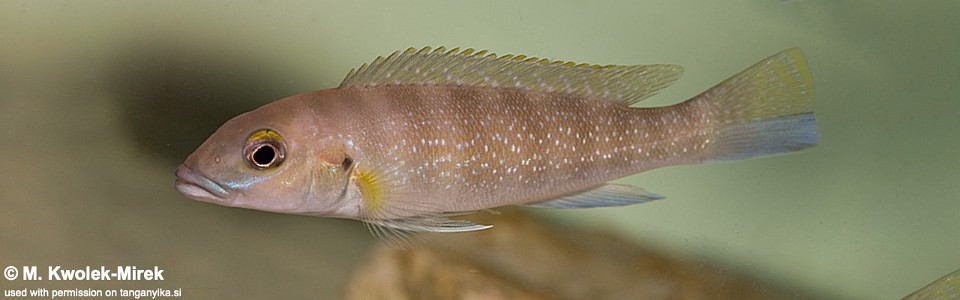 Neolamprologus cunningtoni 'Kigoma'<br><font color=gray>Lepidiolamprologus cunningtoni 'Kigoma'</font> 