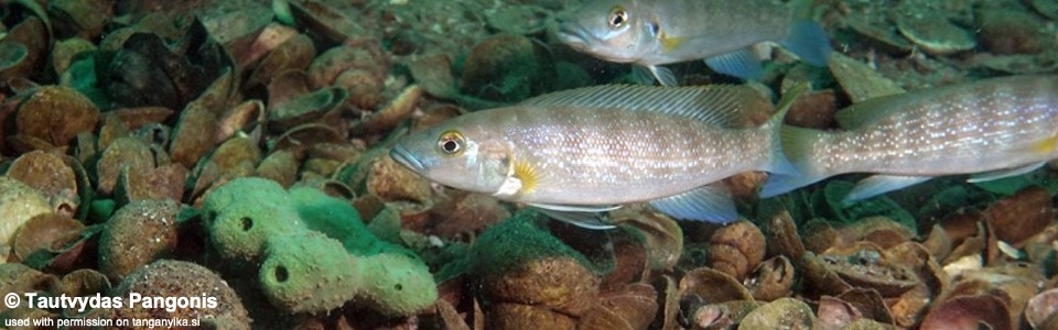 Neolamprologus cunningtoni 'Mbita Island'<br><font color=gray>Lepidiolamprologus cunningtoni 'Mbita Island'</font> 