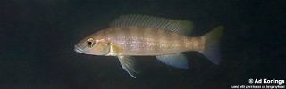 Neolamprologus cunningtoni 'Chituta Bay'.jpg