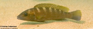 Neolamprologus cunningtoni 'Jakobsen's Beach'.jpg