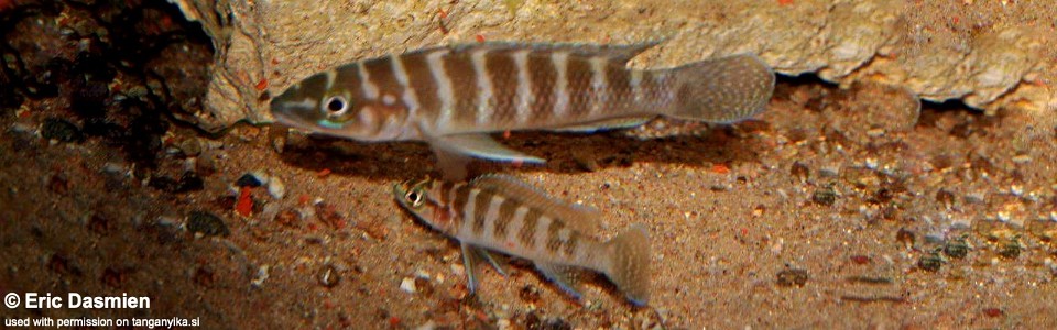 Neolamprologus cylindricus 'Cape Mpimbwe'