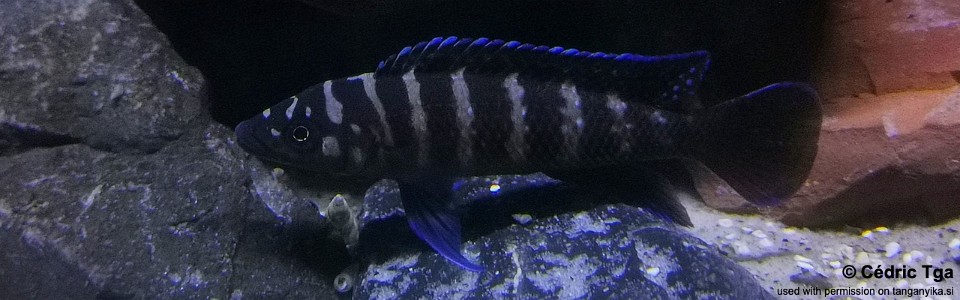 Neolamprologus cylindricus 'Izinga'