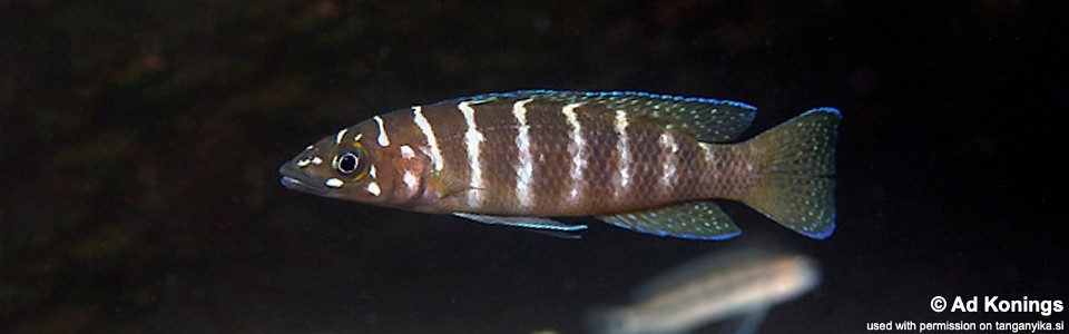 Neolamprologus cylindricus 'Kafungi' 