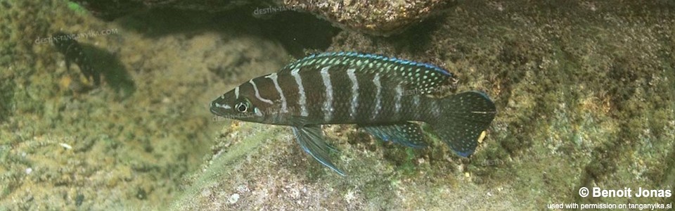 Neolamprologus cylindricus 'Kasanga'