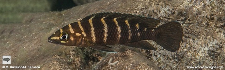 Neolamprologus cylindricus 'Kasola Island'