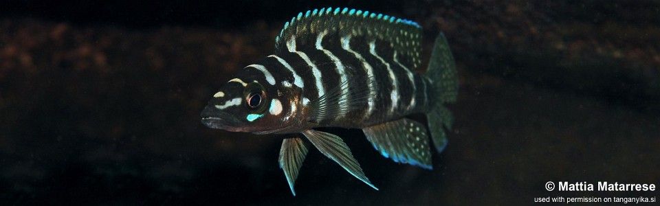 Neolamprologus cylindricus 'Katili'