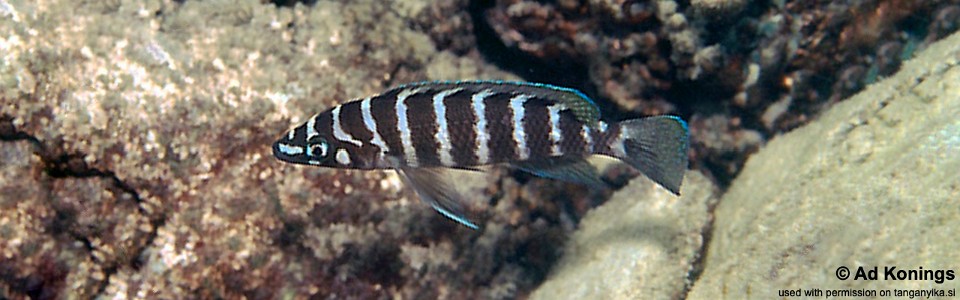 Neolamprologus cylindricus 'Kerenge Island'