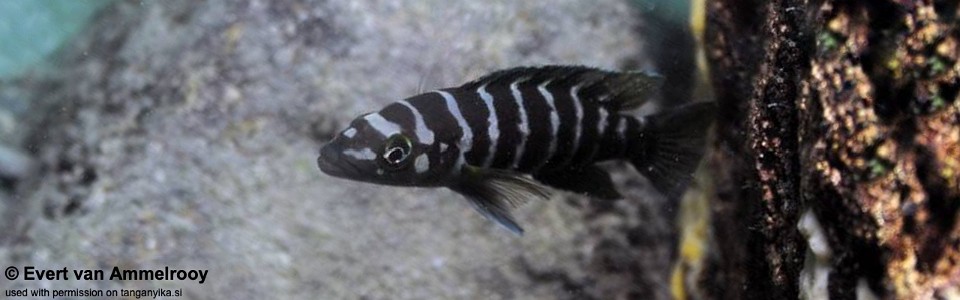 Neolamprologus cylindricus 'Kipili'