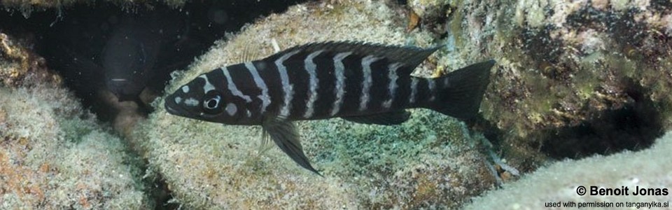 Neolamprologus cylindricus 'Lupita Island'