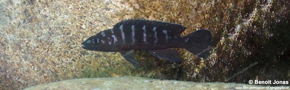 Neolamprologus cylindricus 'Mtosi'