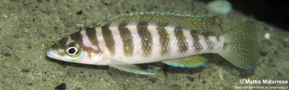 Neolamprologus cylindricus 'Ngosa Point'
