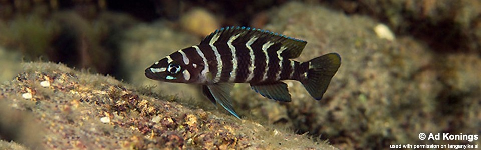 Neolamprologus cylindricus 'Nkondwe Island'