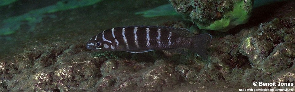 Neolamprologus cylindricus 'Silaf Rocks'