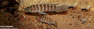 Neolamprologus cylindricus 'Cape Mpimbwe'.jpg