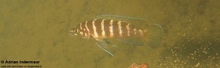 Neolamprologus cylindricus 'Chituta Bay'.jpg